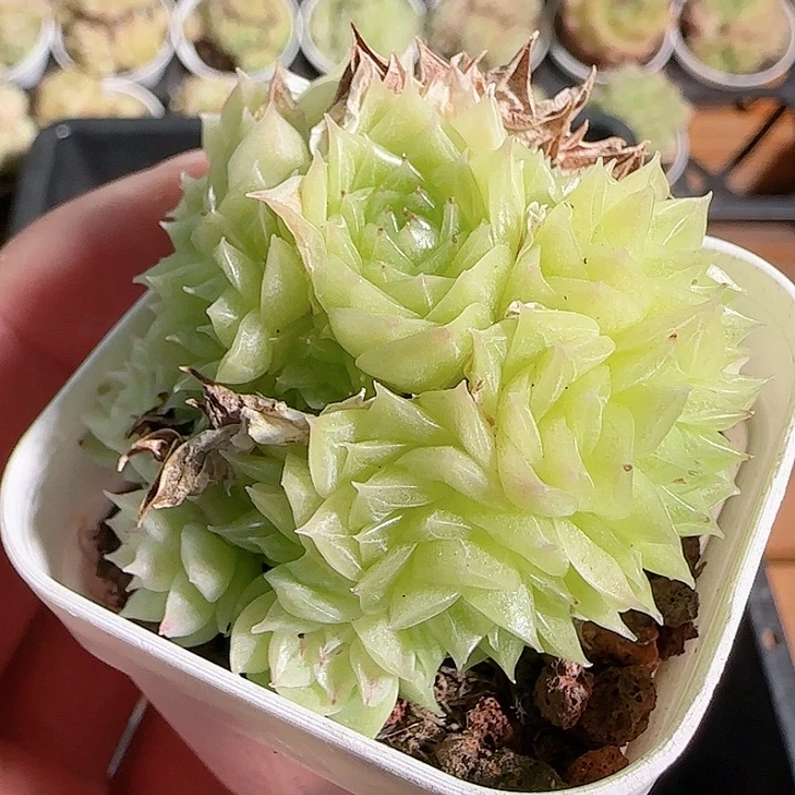 1116------13麦秆