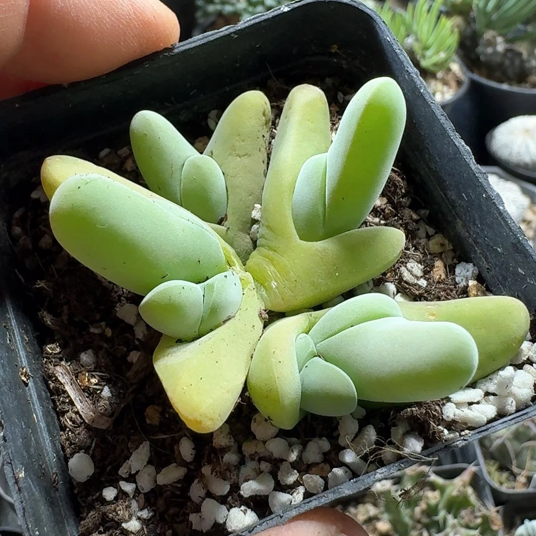 307大白鲨脱土发货