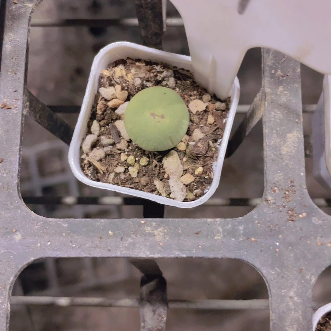 思*忧小红嘴e087一物一拍多肉