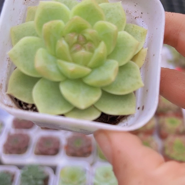 白桃多肉19包邮植物