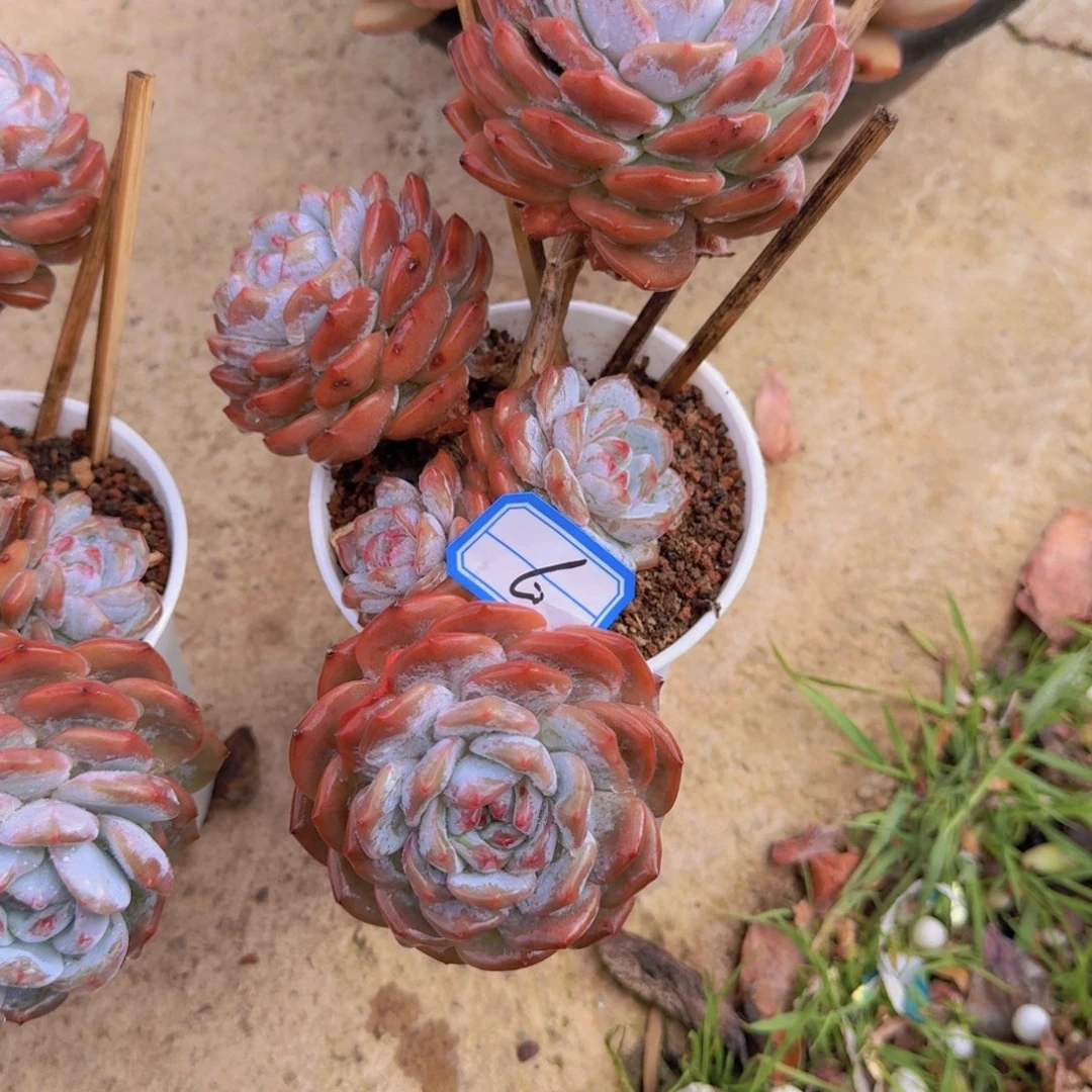 6石榴多肉植物中含有丰富