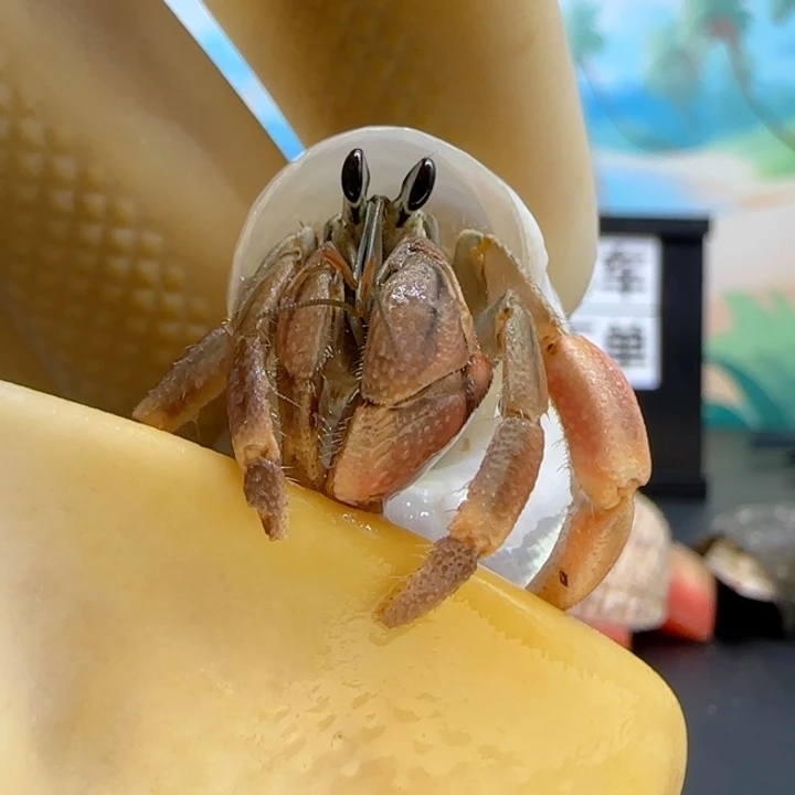 A41红紫钳 灰白1.2cm口径