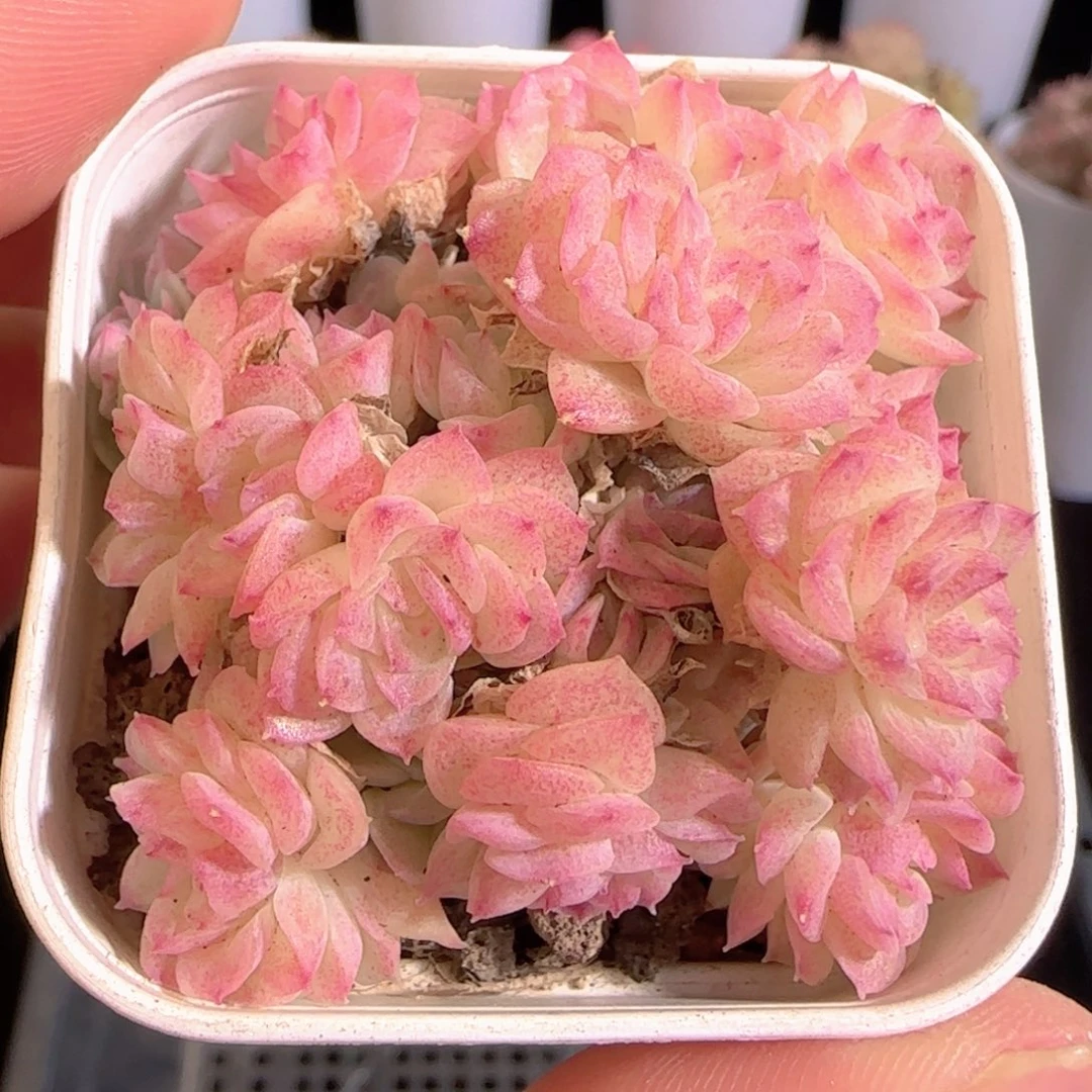 多肉0104-212优选麦秆群