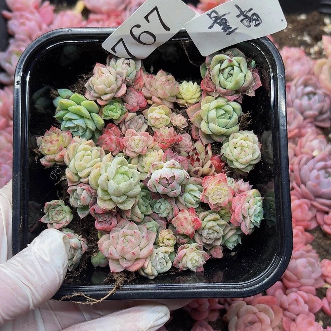 多肉植物多肉植物767量拍