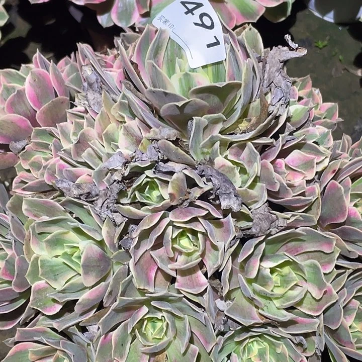 懿*多肉植物断枝不包491女妖