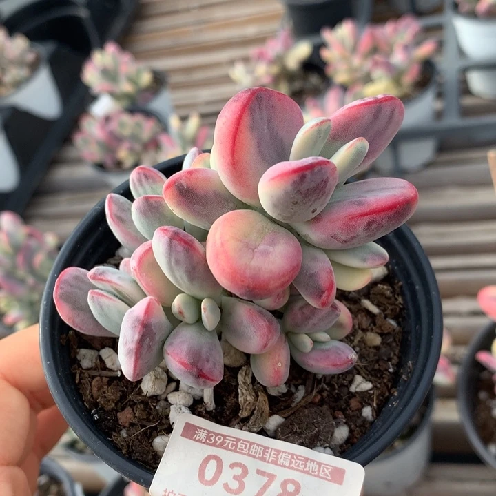 无花朵乒乓福娘锦多肉植物0378