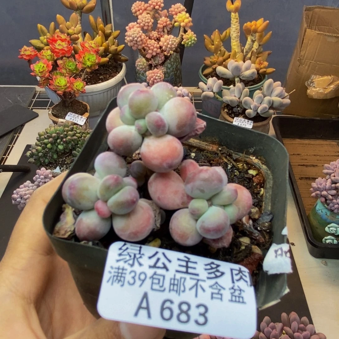 683苹果奶一代多肉5c m