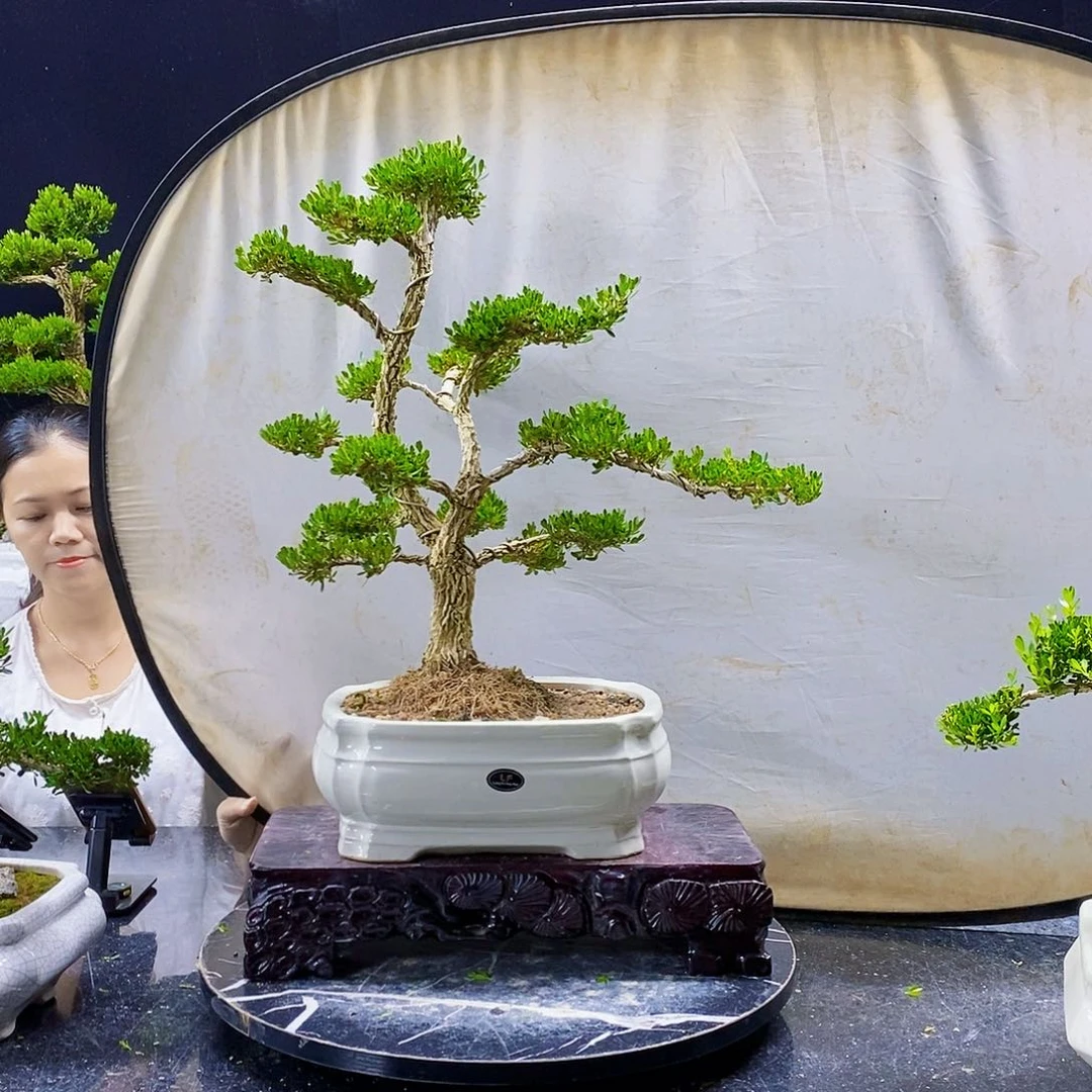无花朵米*鼠黄杨盆景造型