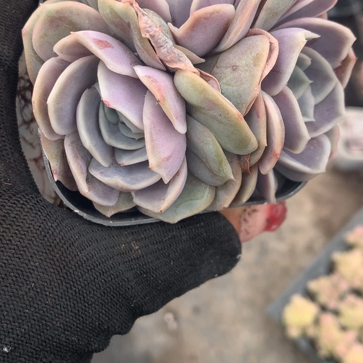 蓝色惊喜群 （不满9.99发空盆冷地区不拍保温扣3.9多肉）