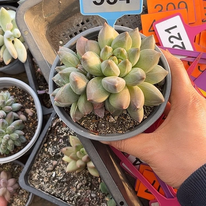 多肉植物彩体重楼群53