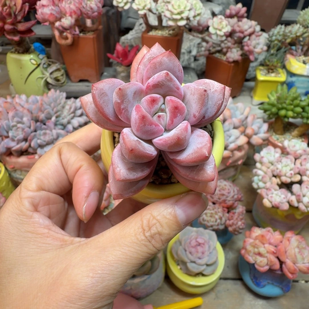 星星雪 精品多肉含盆土 一物一拍