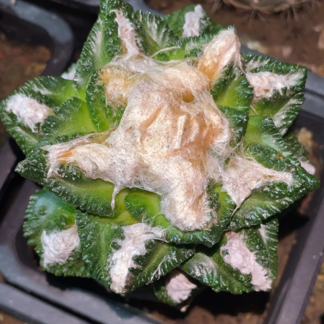 全部花朵螺旋新顿龟甲牡丹664