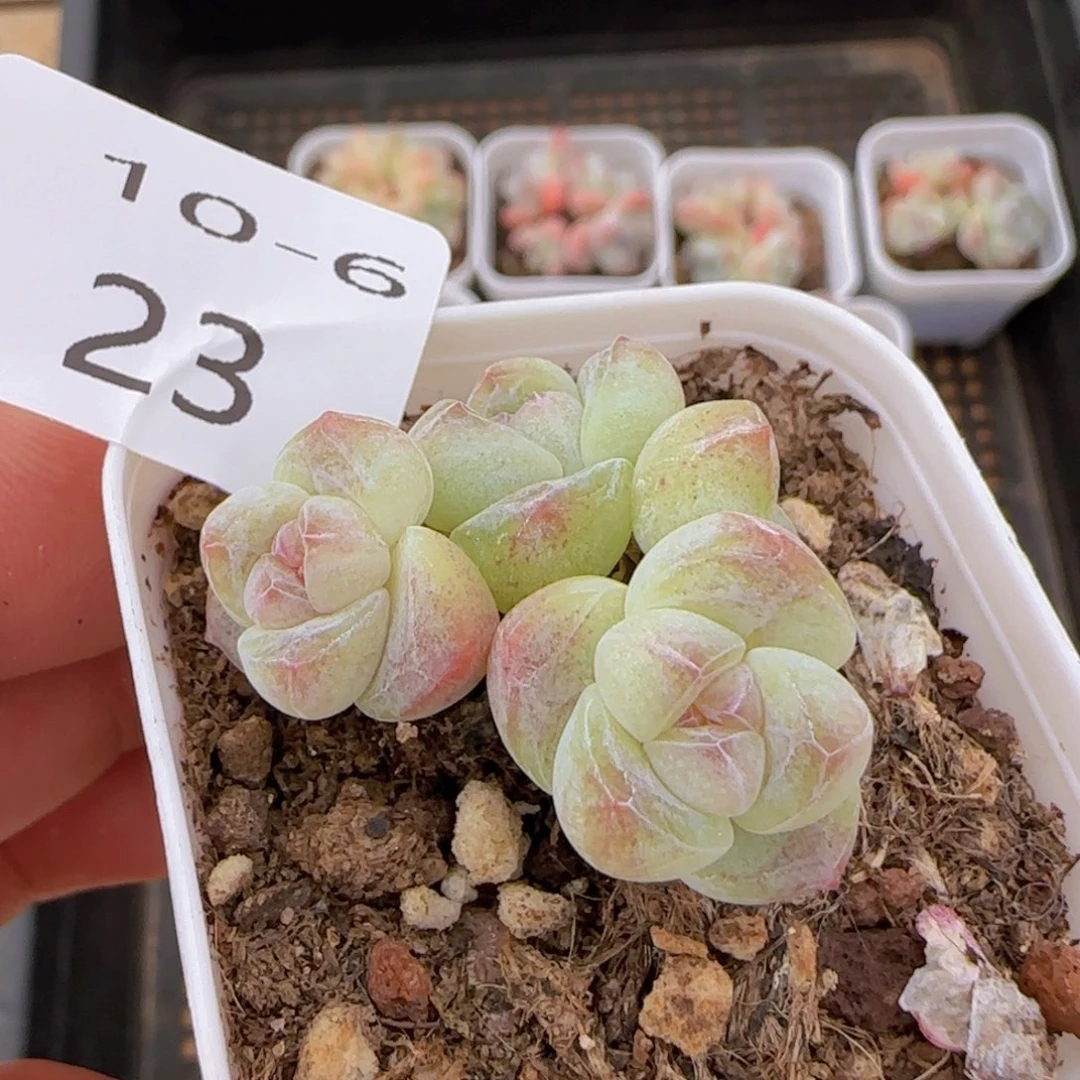 四头糖心冰玉一颗