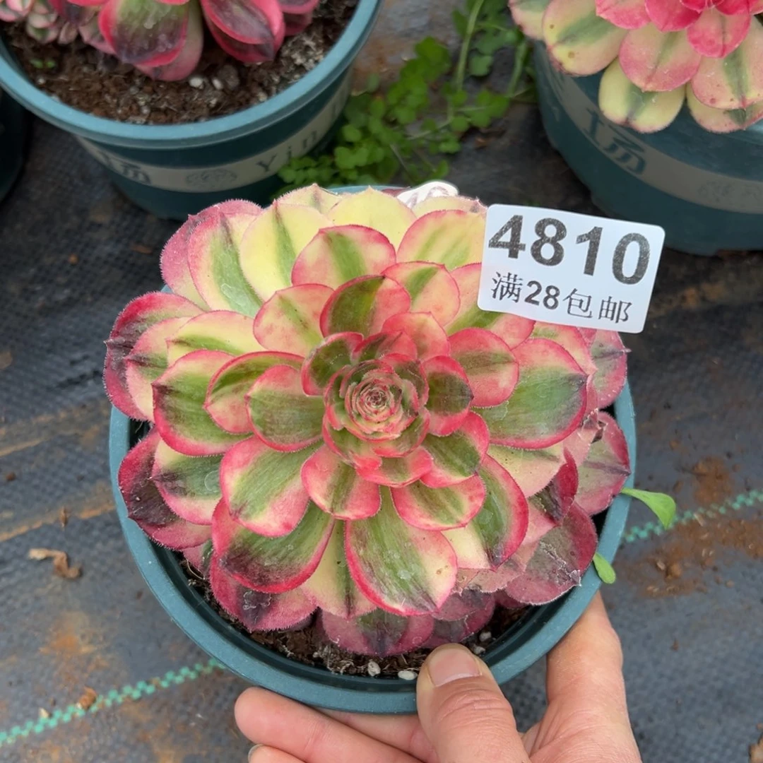 多肉植物4810海神