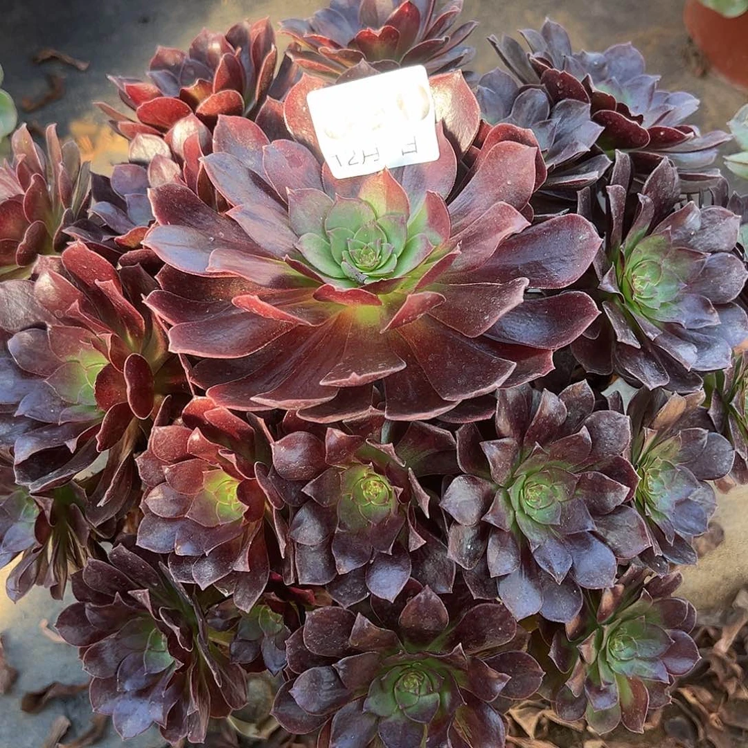 12.3-90赤炎莲多肉植物1