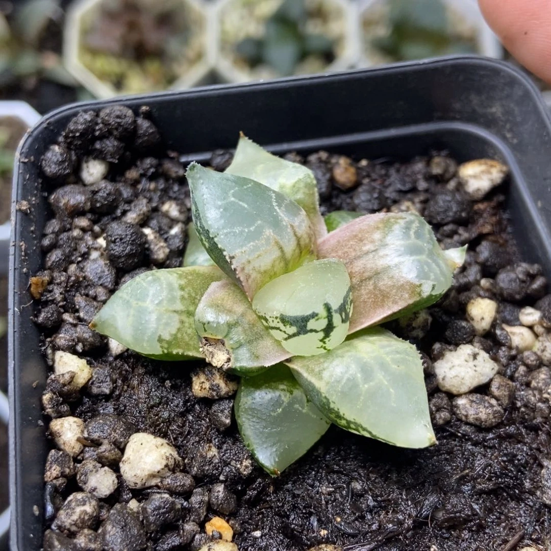 特价冰皇寿一物一拍