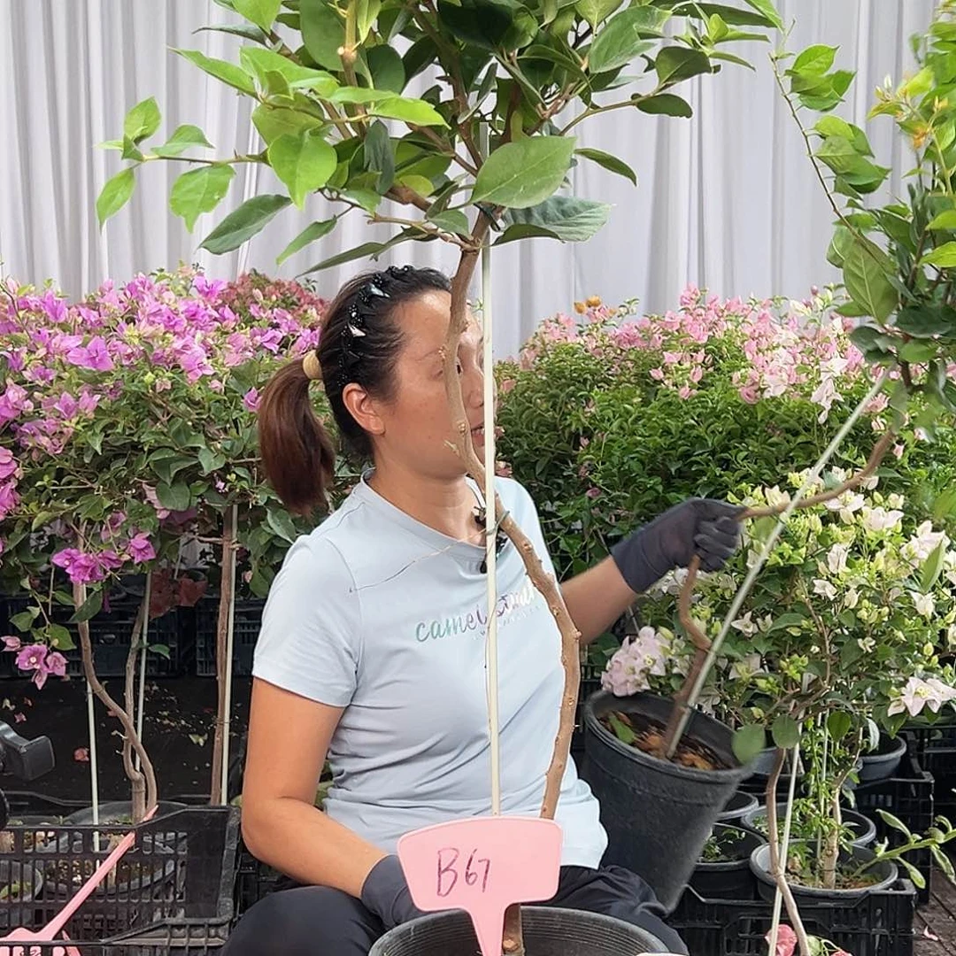李***霞当前无花栽培后可以开花B67变色龙