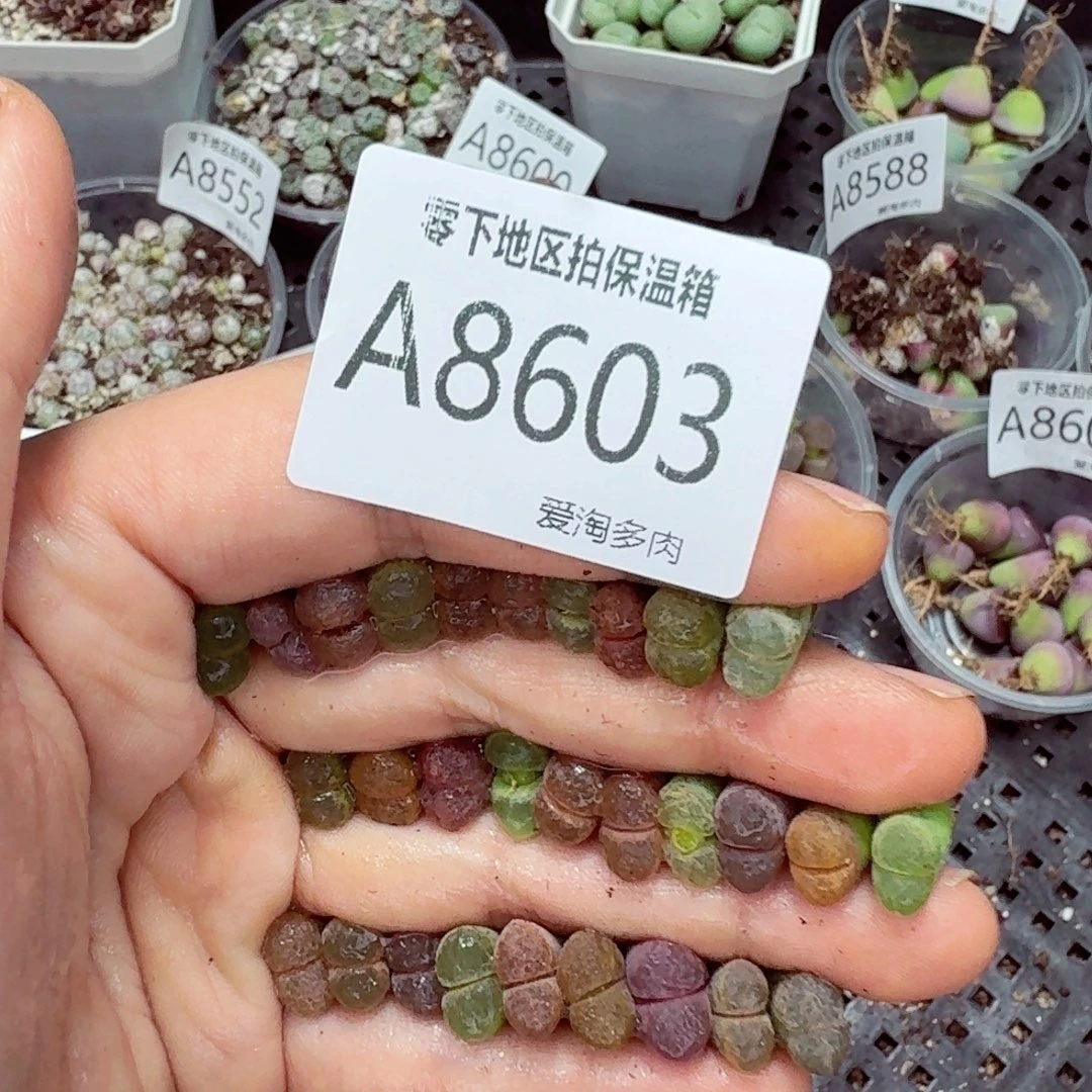 8603–零下地区需拍保温箱