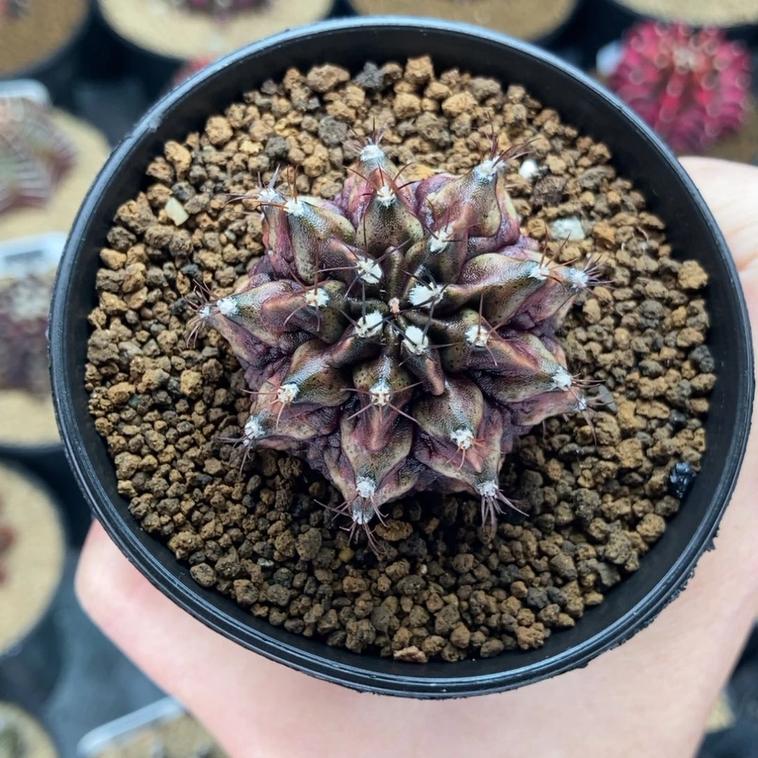 橘**叔专拍的 米哈仙人球