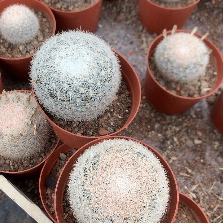 完全开放天**翼仙人球实生满月两个