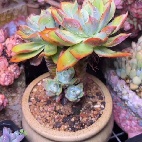 花***鱼多肉植物的植物形态