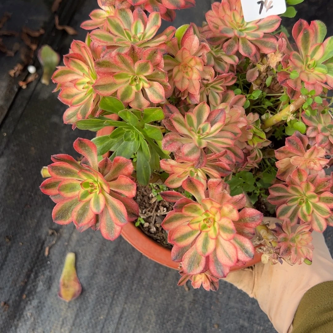 74初恋母本多肉椅子