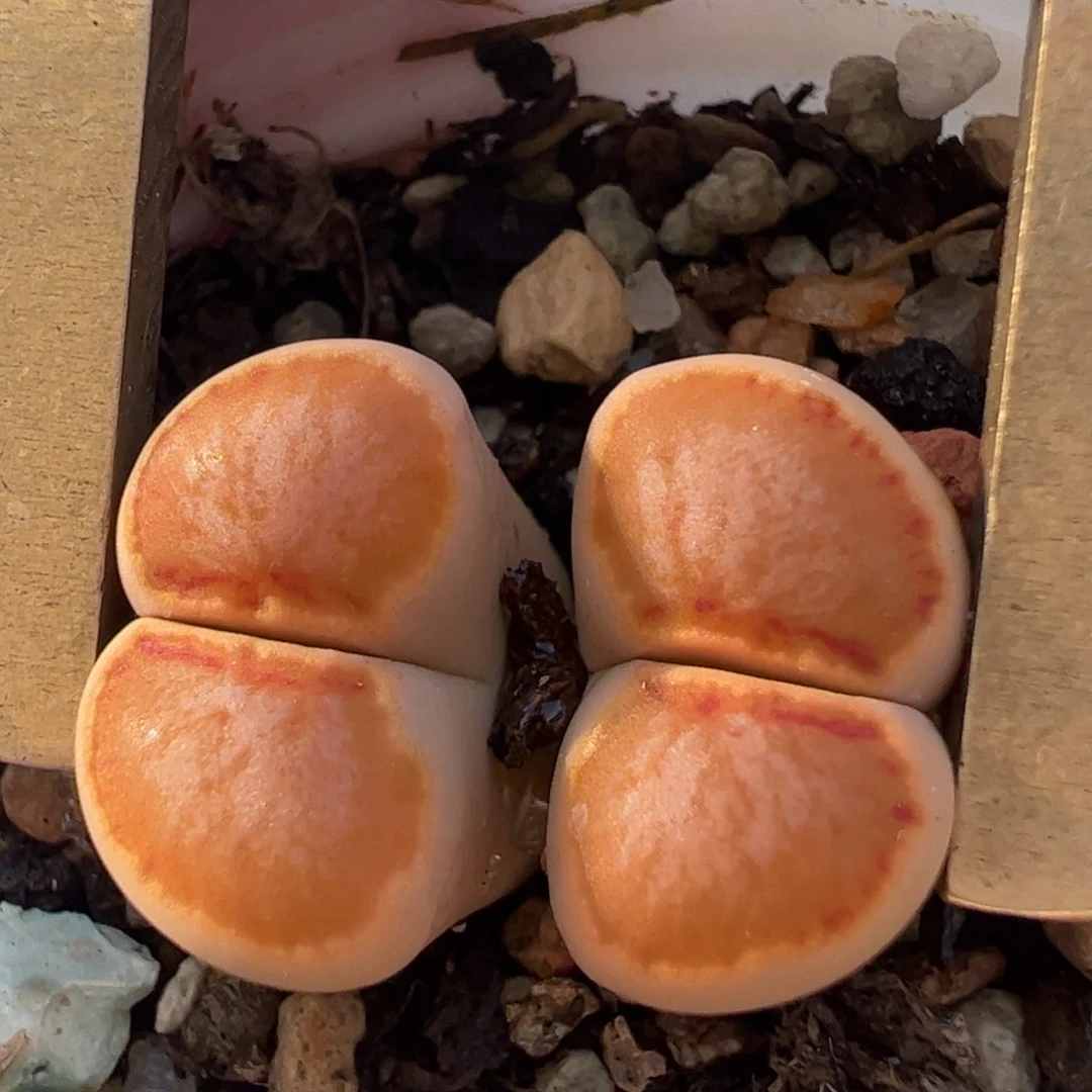 菊饼干多肉植物百科