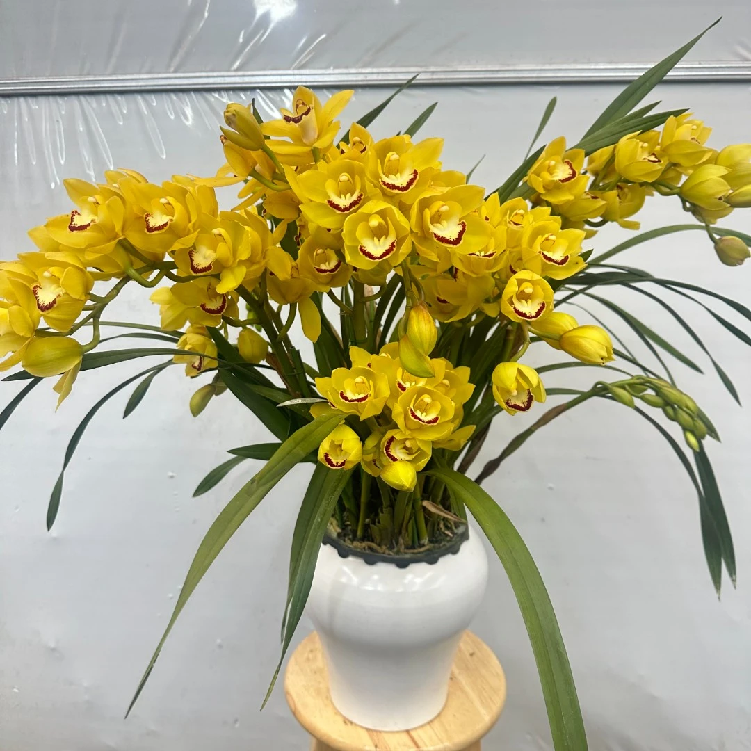 【安妮公主】大花蕙兰5支花剑起发落地款栽种好带花苞发货