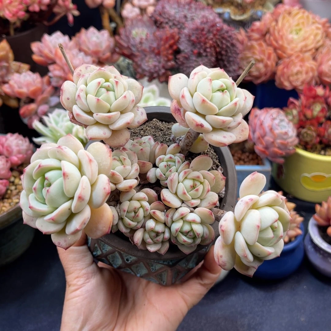 ?*?香草 十三公分 带盆