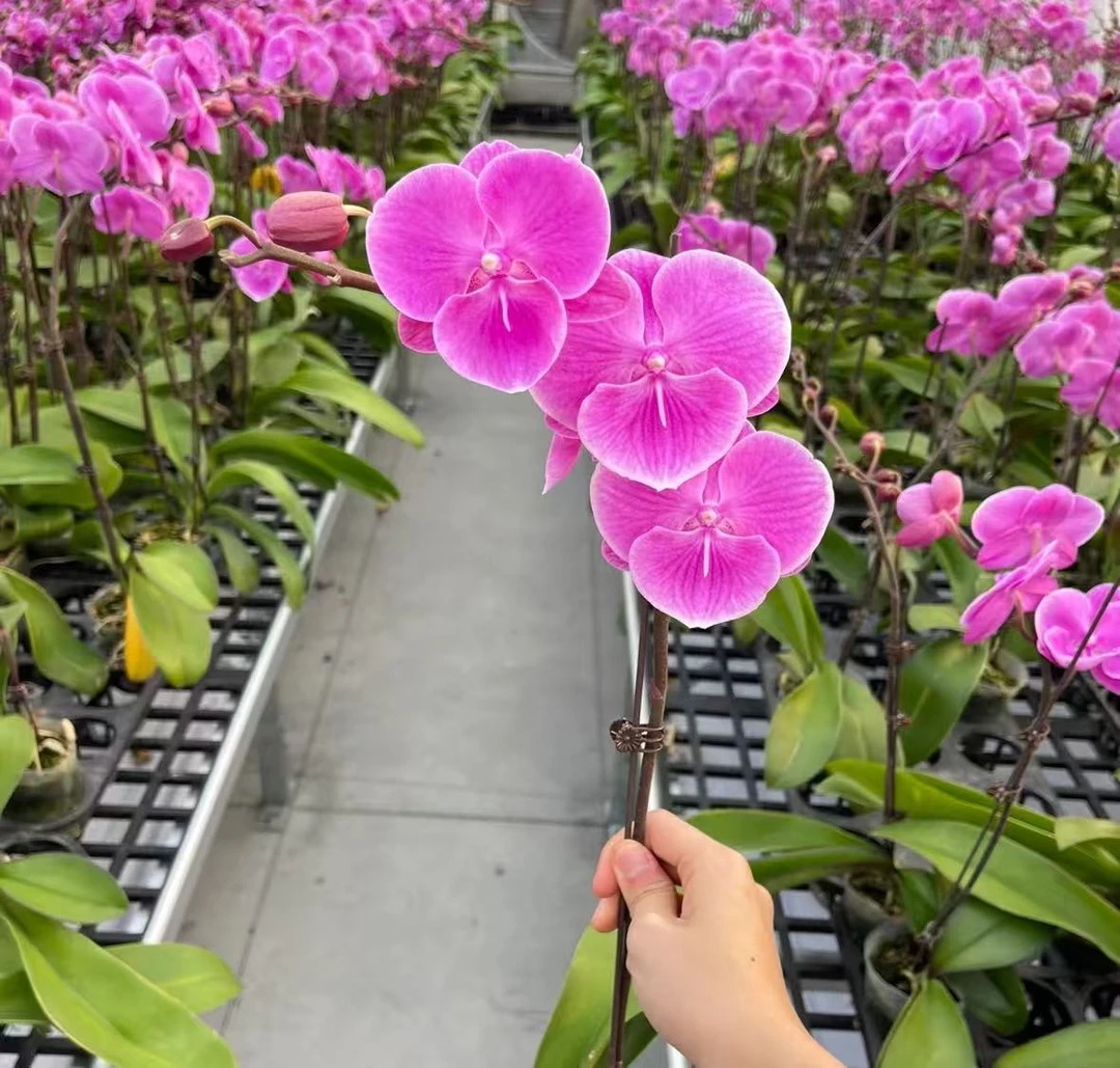 【曼哈顿】3.0寸 单花剑 蝴蝶兰盆栽室内植物花卉好养活