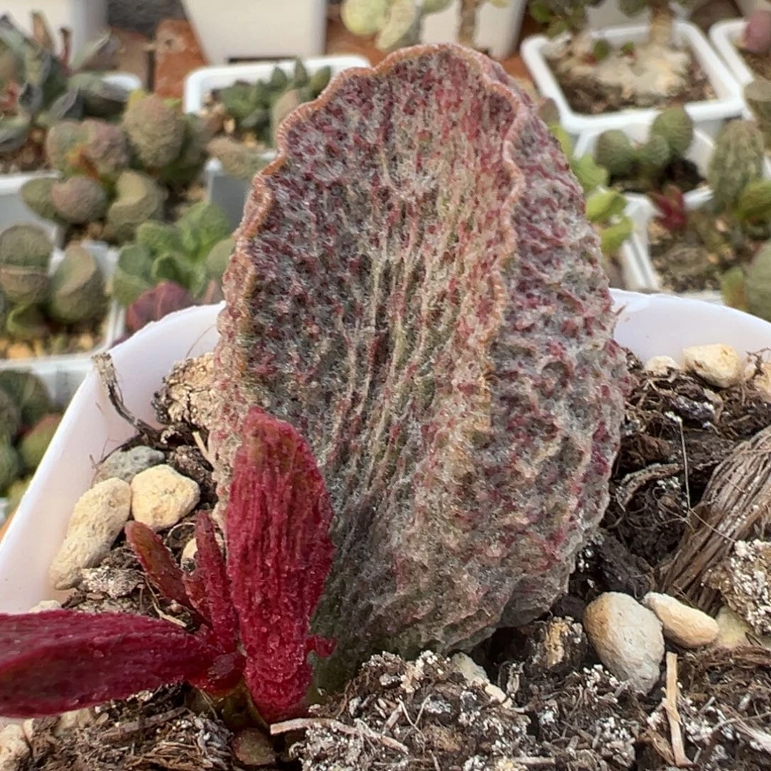 妮梦大苗多肉植物