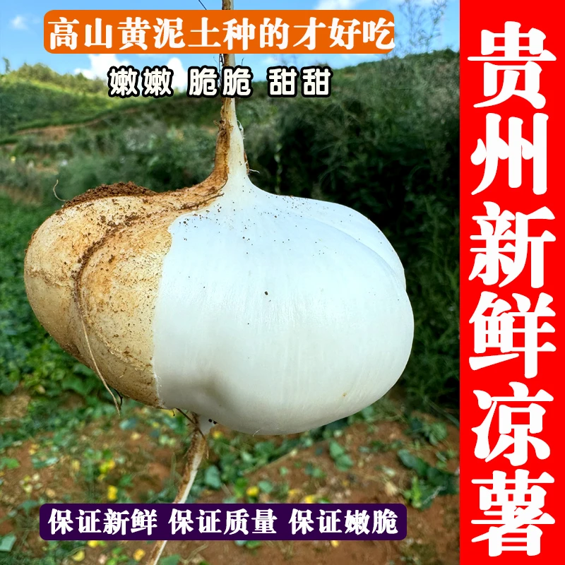 贵州高山黄沙土地瓜地萝卜当季新鲜孕妇水果3斤包邮