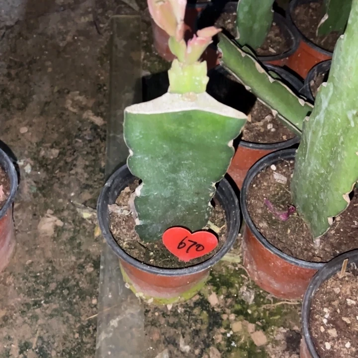 眼****当前无花栽培后可以开花082  670