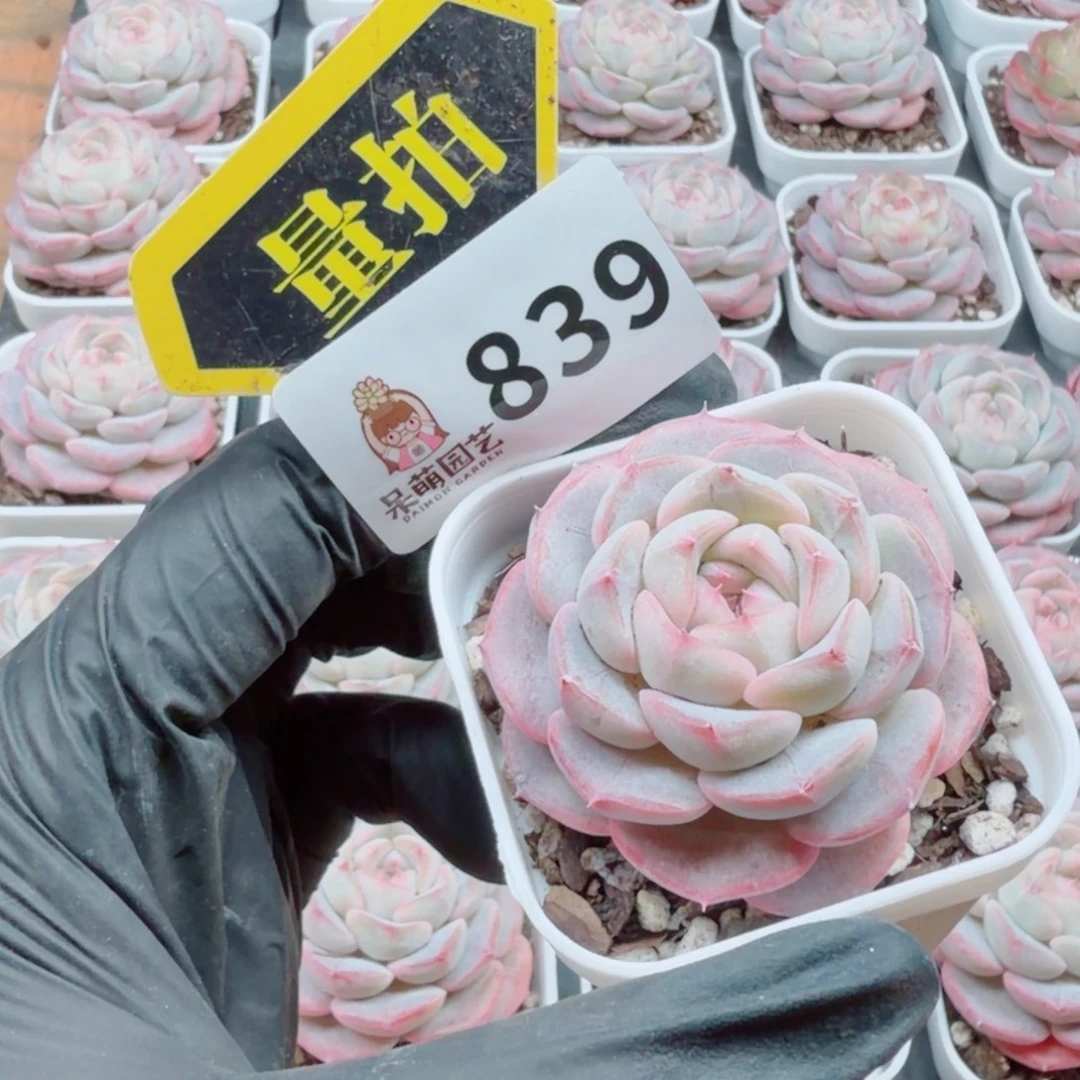 多肉植物多肉植物