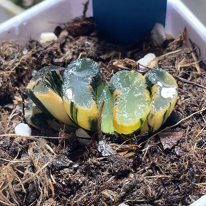 718写乐兄弟锦一物