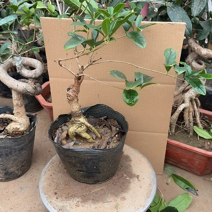 无花朵桂花开始开花了