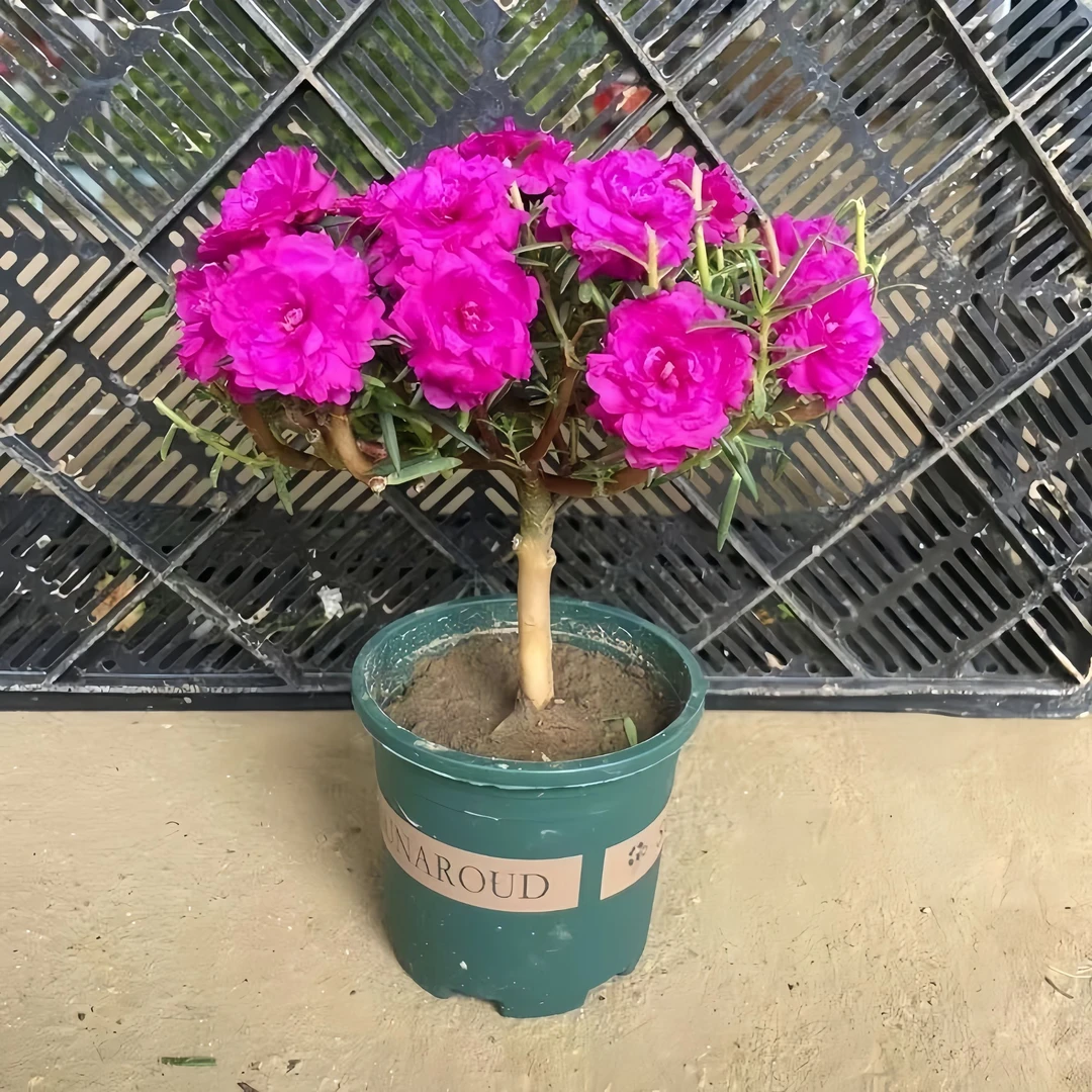 太阳花苗好养活老桩重瓣大花四季开花室内外花卉盆栽多年老桩植物