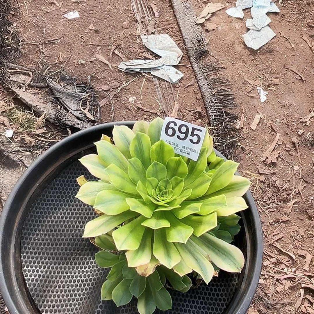 心亚利七彩695多肉植物