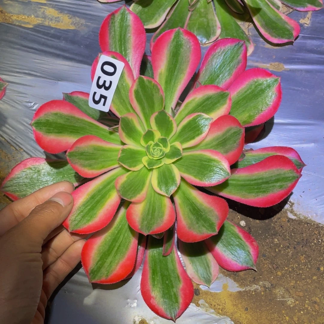 女巫优选肉多肉植物035