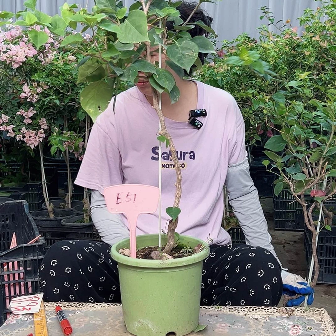 月***香大部分花苞少量开放E51随机棒棒糖