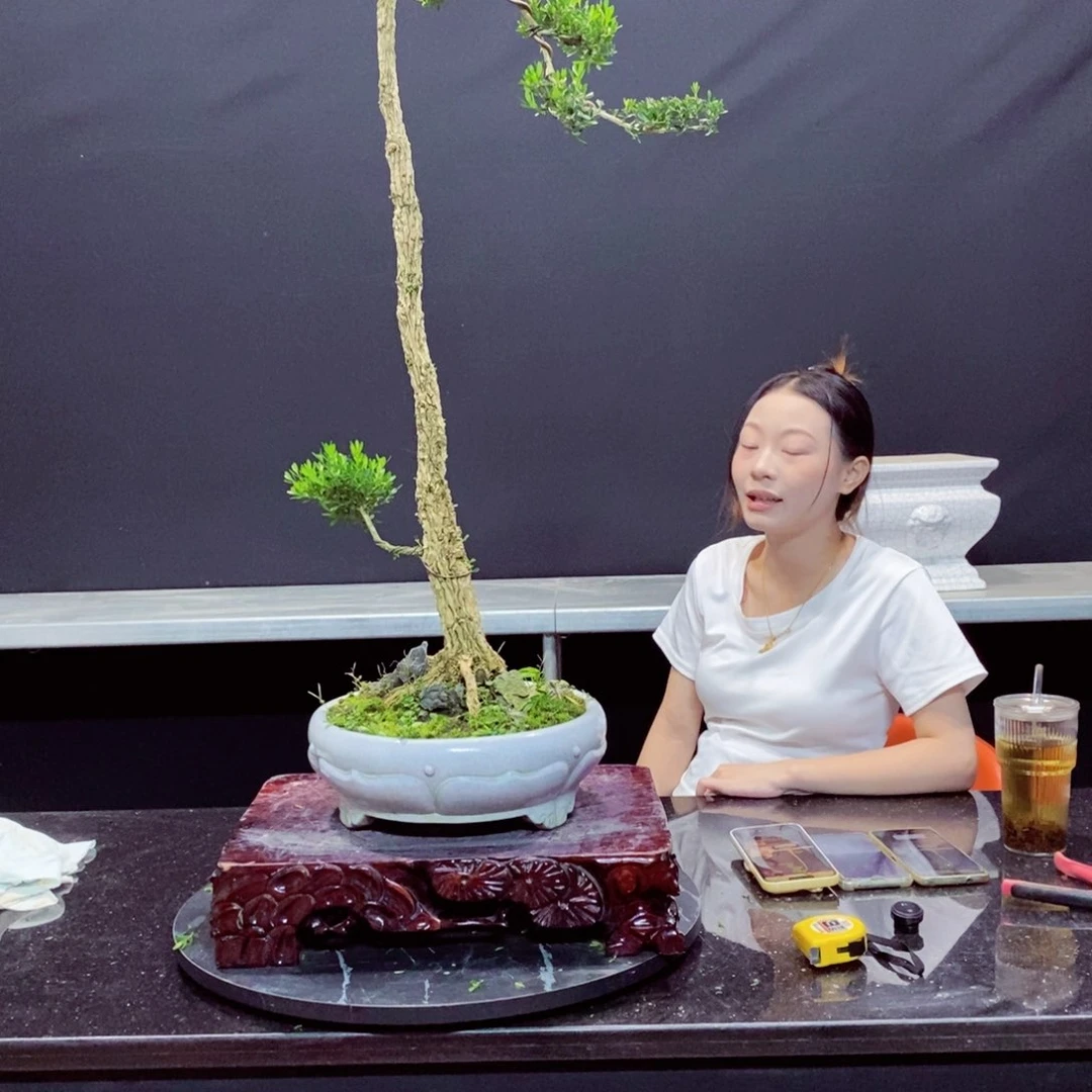 无花朵黄杨盆景雀舌软枝