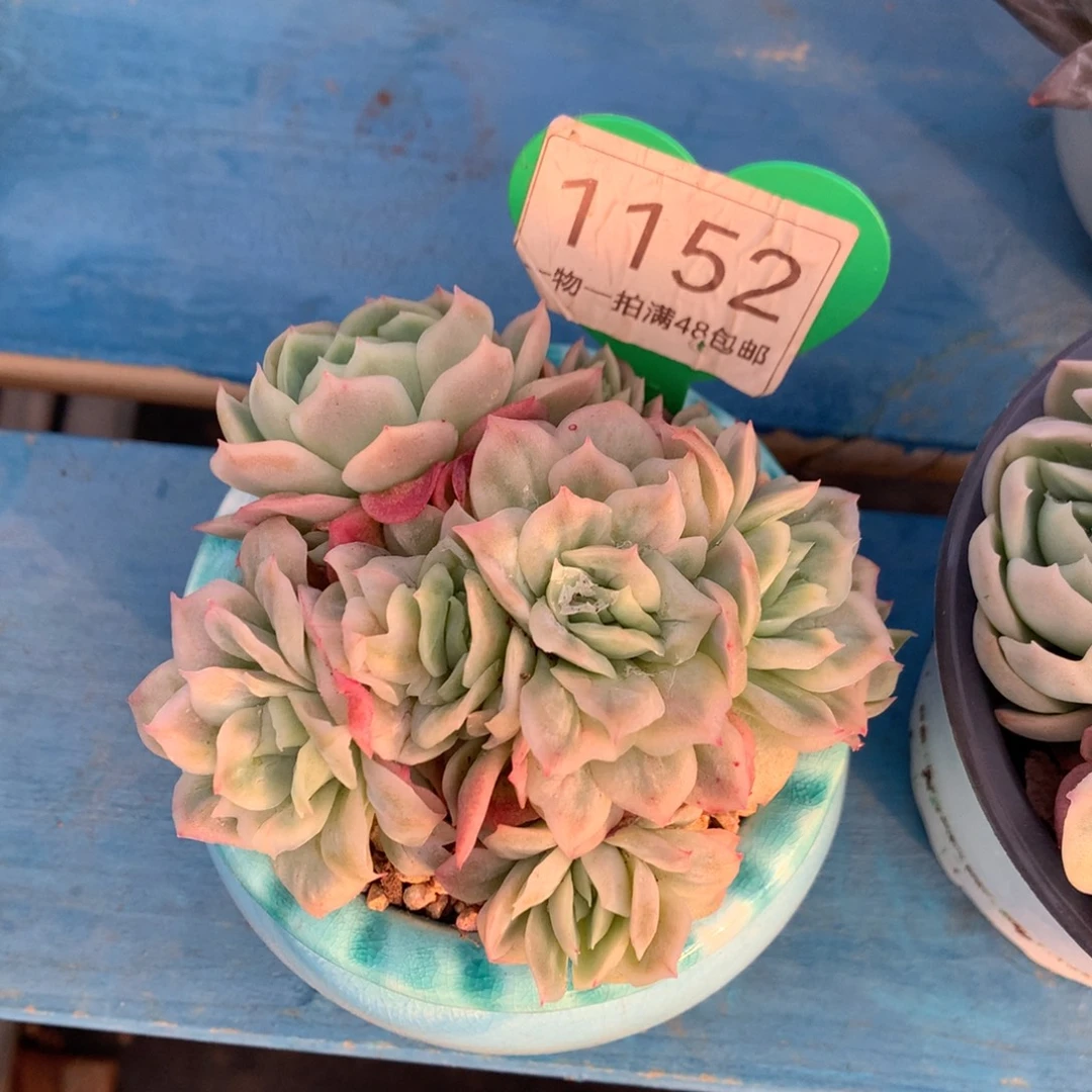 ****”泡泡纱裙无砍平头1152