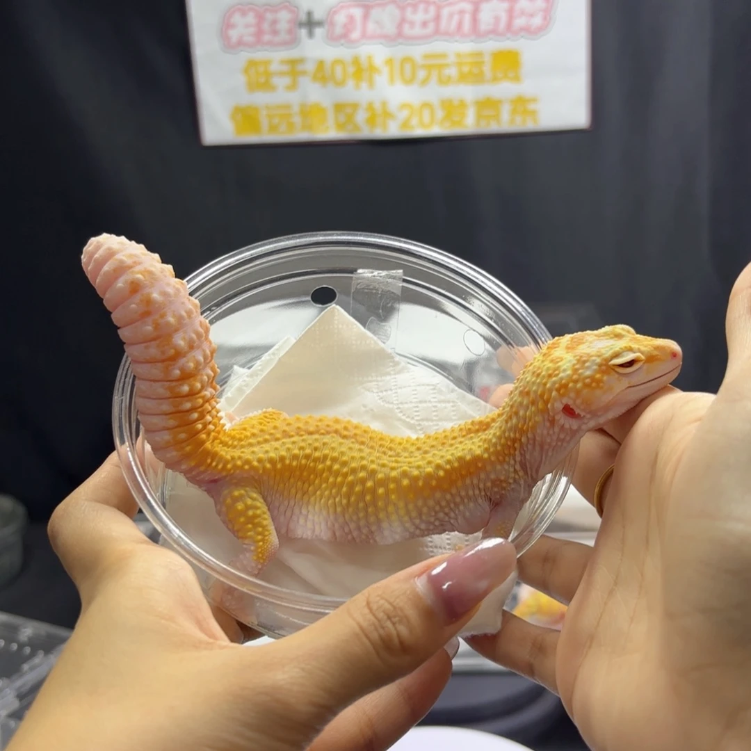 豹纹守宫无纹暴龙妹妹