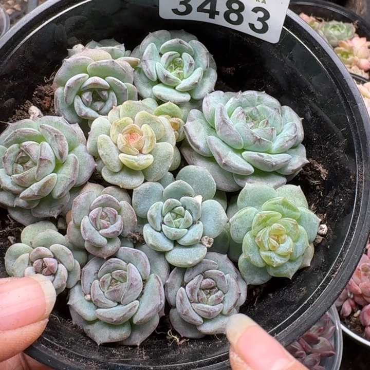 多肉植物多肉植物