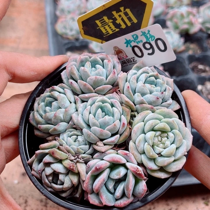 多肉植物多肉植物