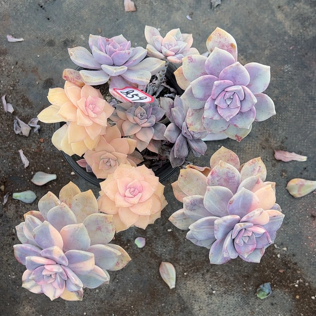 859号紫乐锦，一物一拍