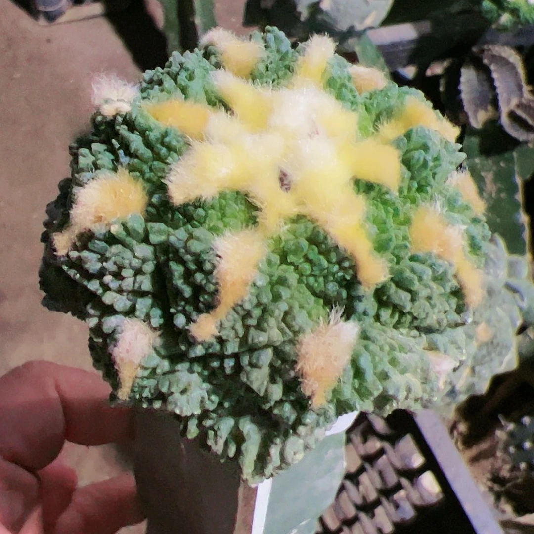 龟甲牡丹仙人球641