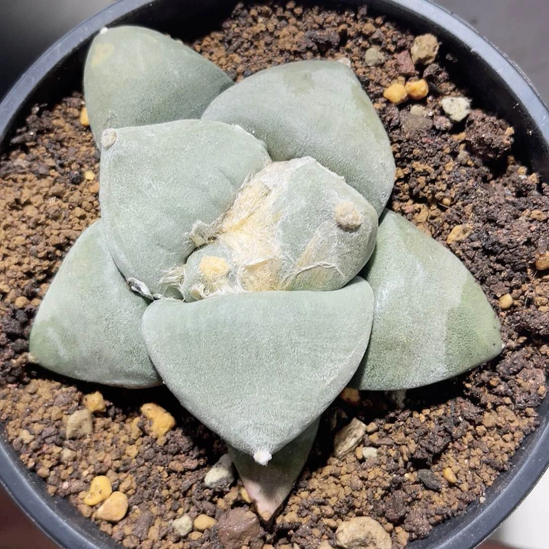 ?****?实生仙人球开花