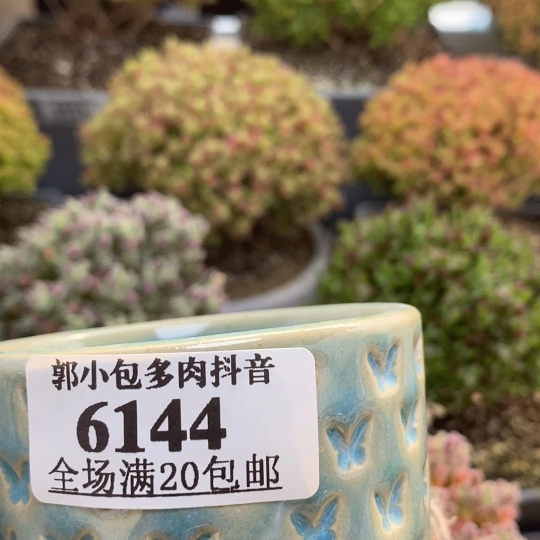 两***乐盆6144枝干番杏