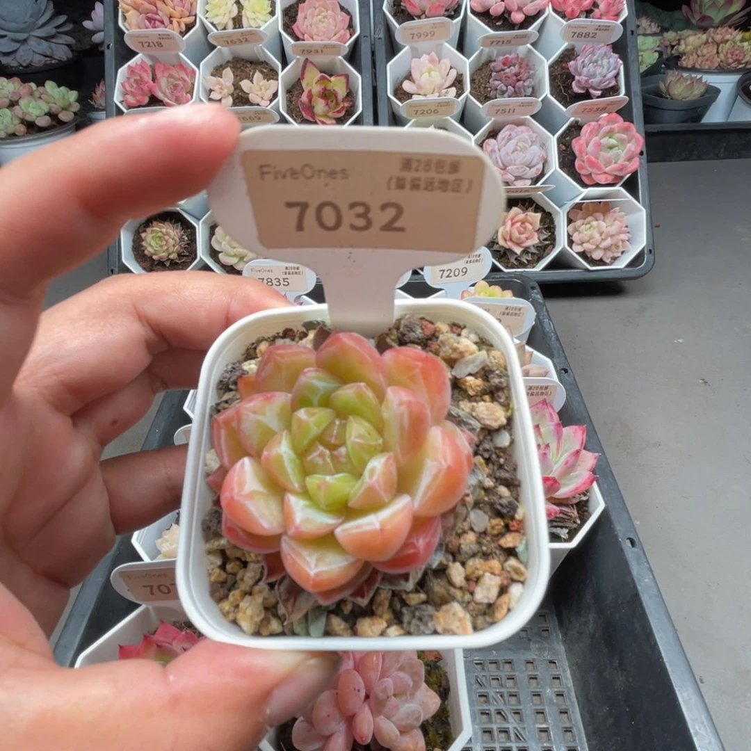 7032新品推荐4.0厘米